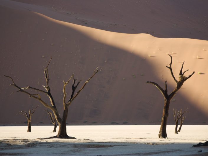 AFRIQUE – TERRES D&rsquo;ORIGINE(S)