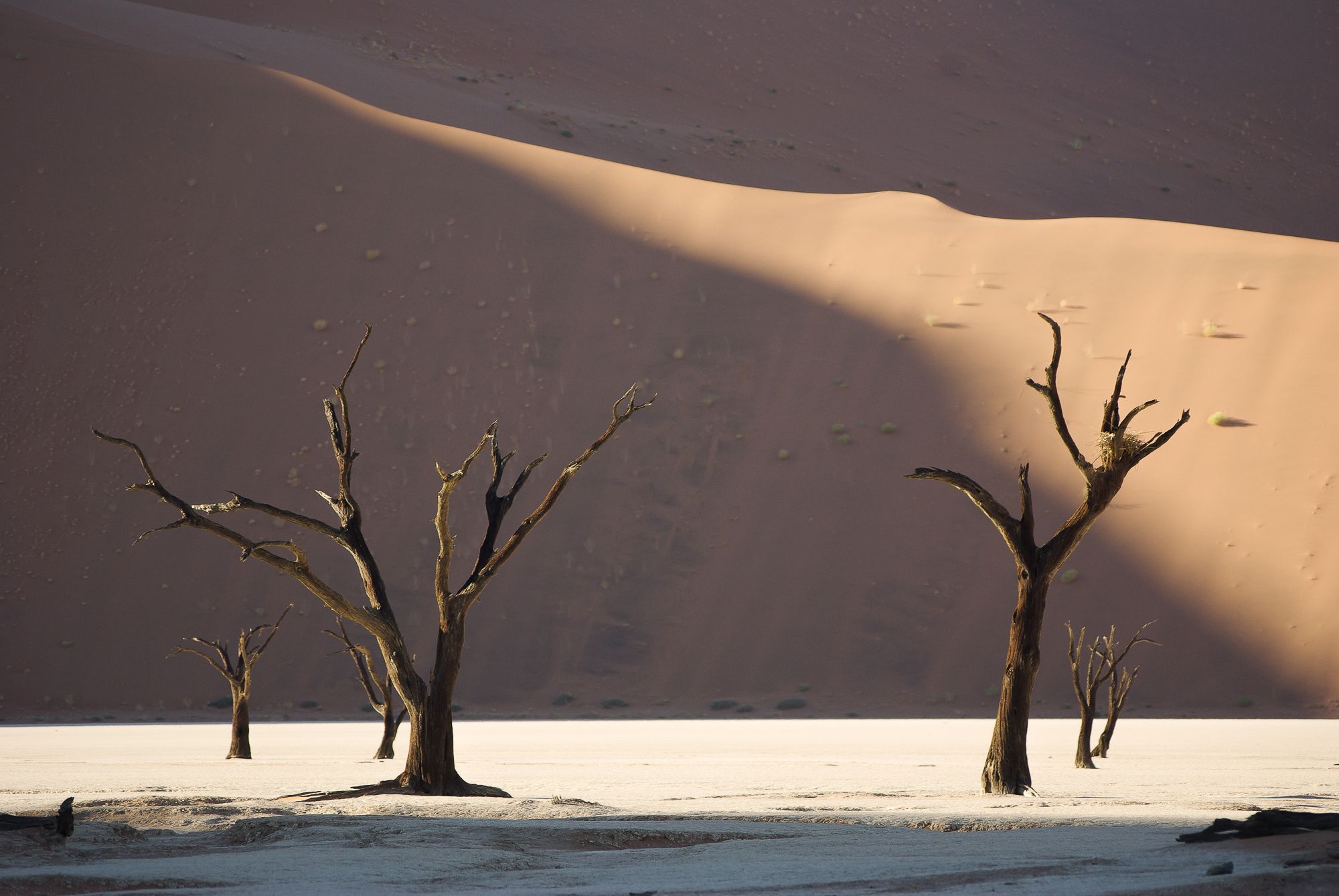 arbres morts dans le désert de Namib