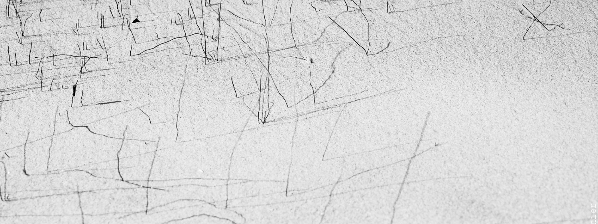 Ephémère Espiguette-27