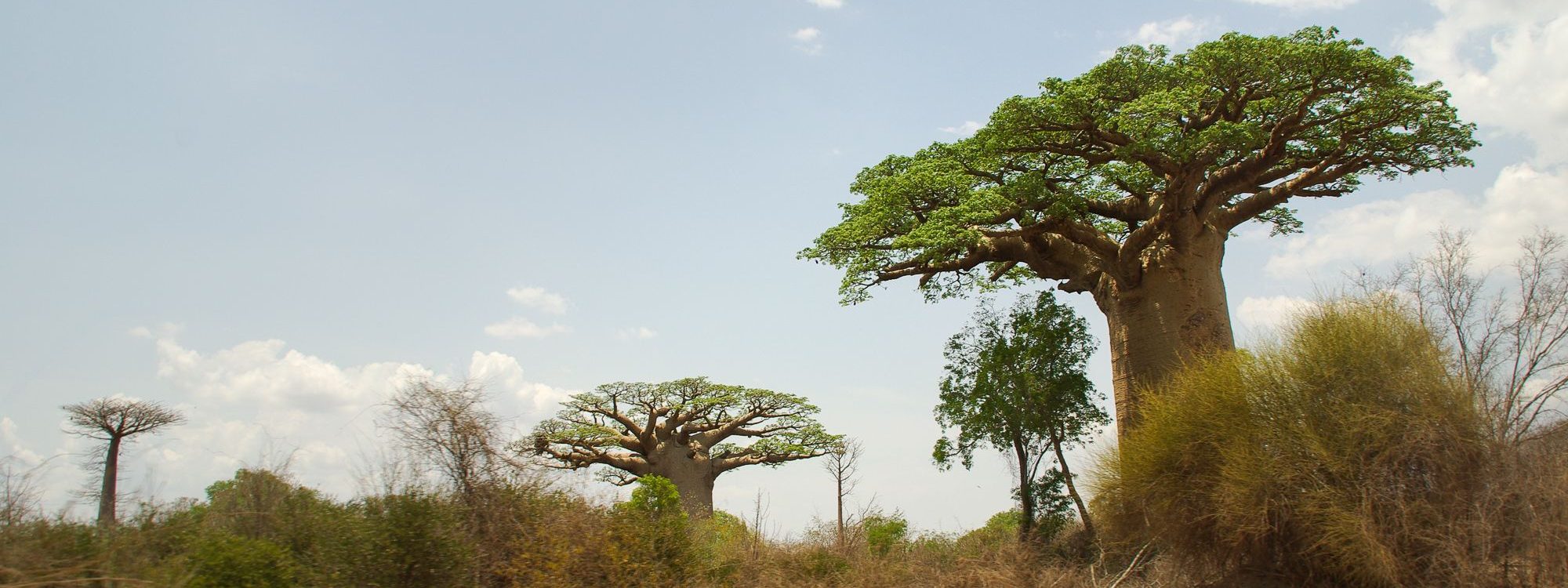 Portfolio Afrique-31