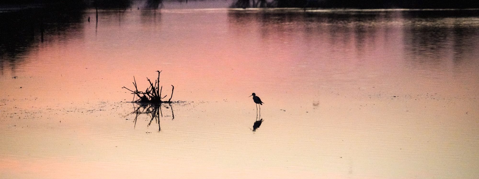 Portfolio Ma petite Camargue-2